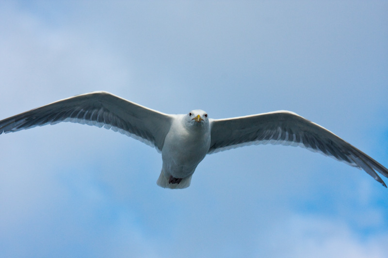 Gull In Flight